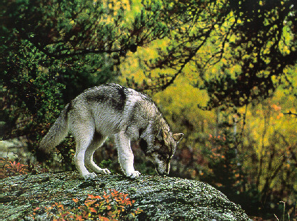 [Gray Wolf Pup.jpg]