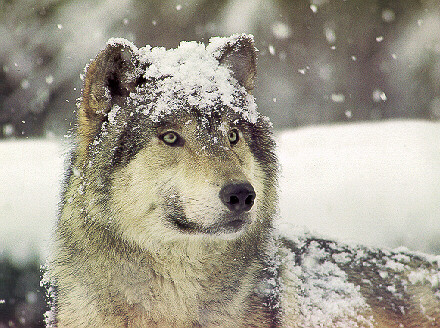 [Gray Wolf Snow.jpg]