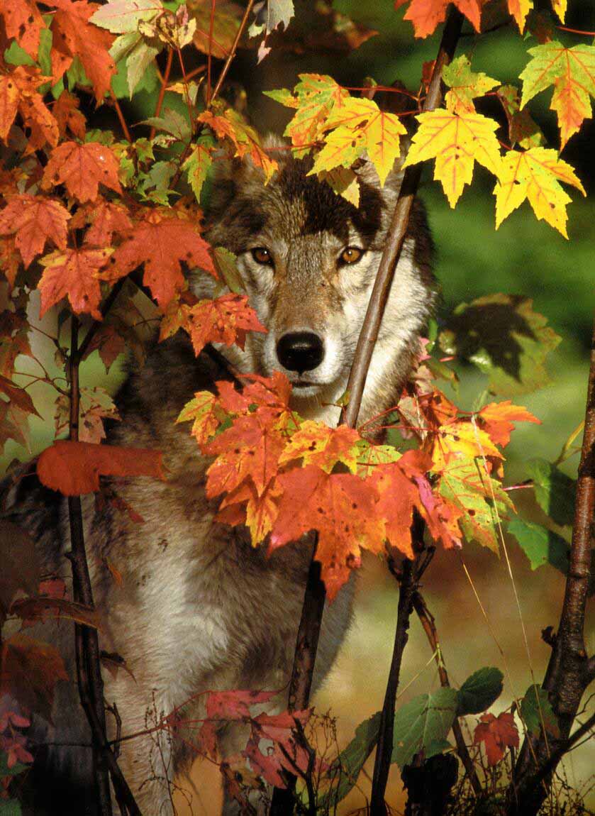 Осенний зверь. Животные осенью. Осень с животными. Звери осенью. Волк осенью.