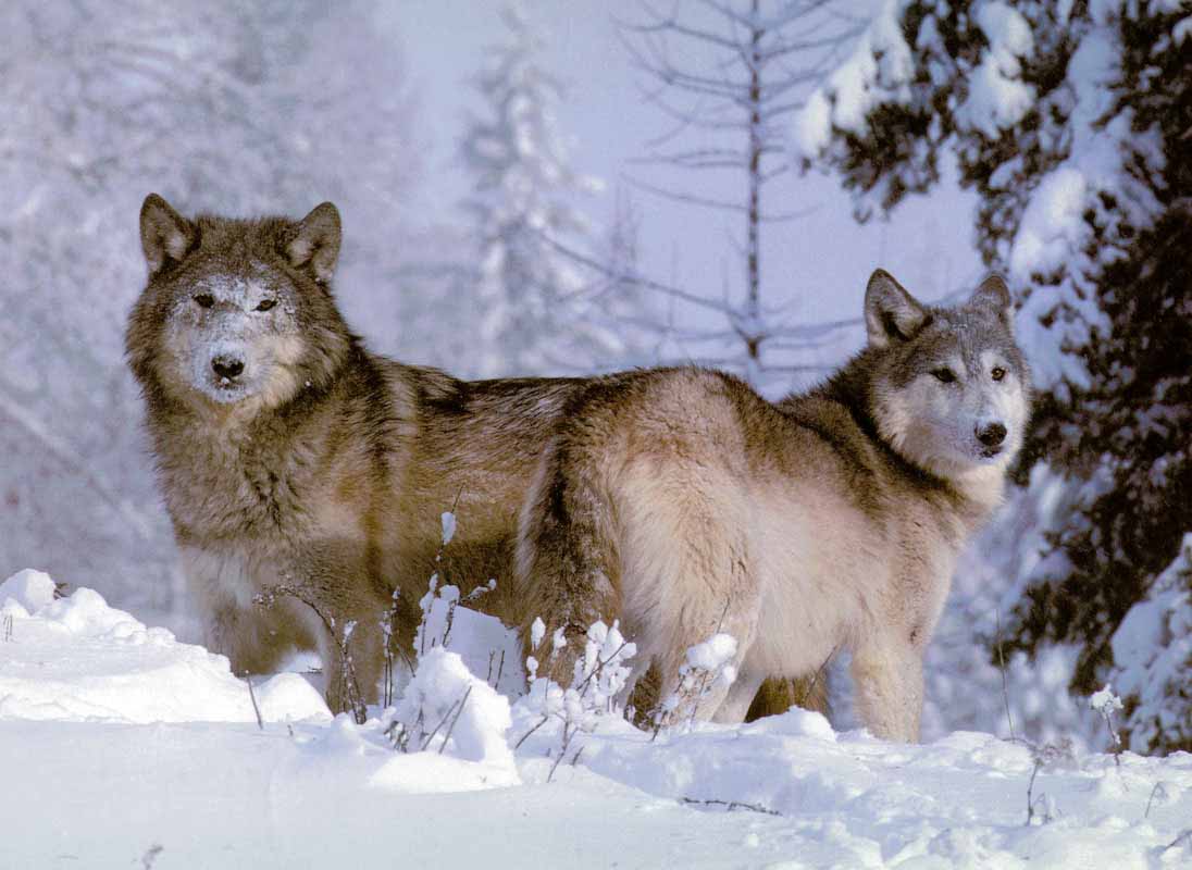 Волк годы жизни. Волк в Субарктике. Волк в горах обои. Турецкий волк. Волк экстерьер.