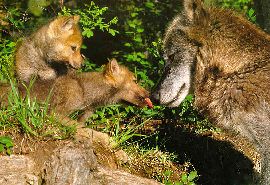 [GrayWolf_15-WolvesFamily-Mom_n_2puppies.jpg]