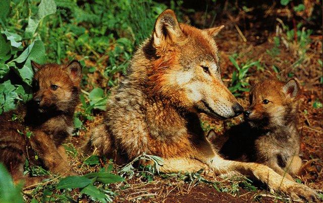 [Gray_wolf-wolves-Family-Mom_n_2babies.jpg]