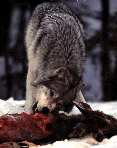[Graywolf2-Eating_deer_carrion.jpg]