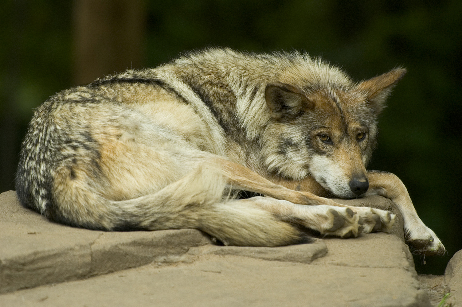 [Mexican_wolf_lounging.jpg]