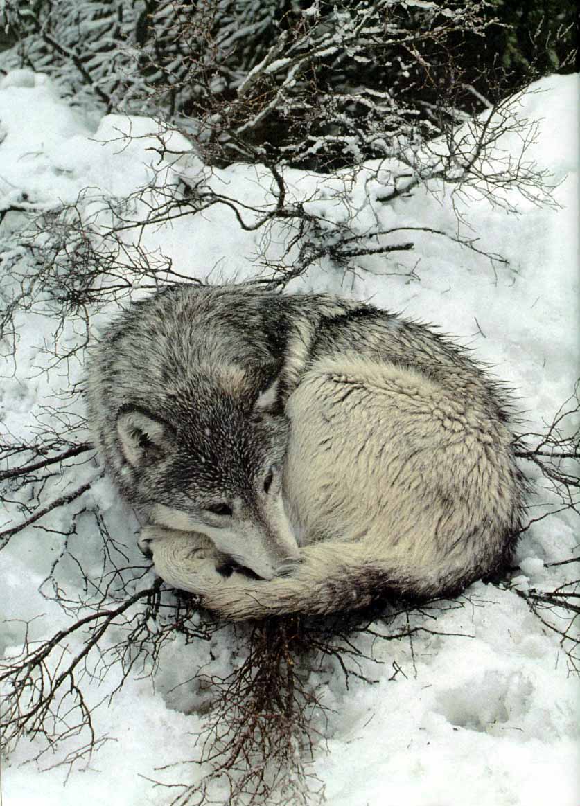 [Sawtooth7-GrayWolf-Rests_on_snow.jpg]