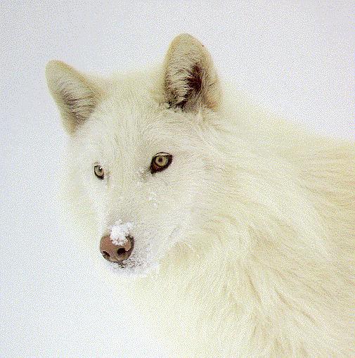 [White-ArcticWolf-05.jpg]