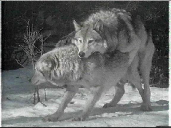 [Wolf-mating.jpg]