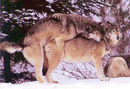 [ak-art-graywolfe-mating.jpg]