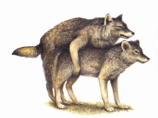 [be-WolfMating-drawing.jpg]