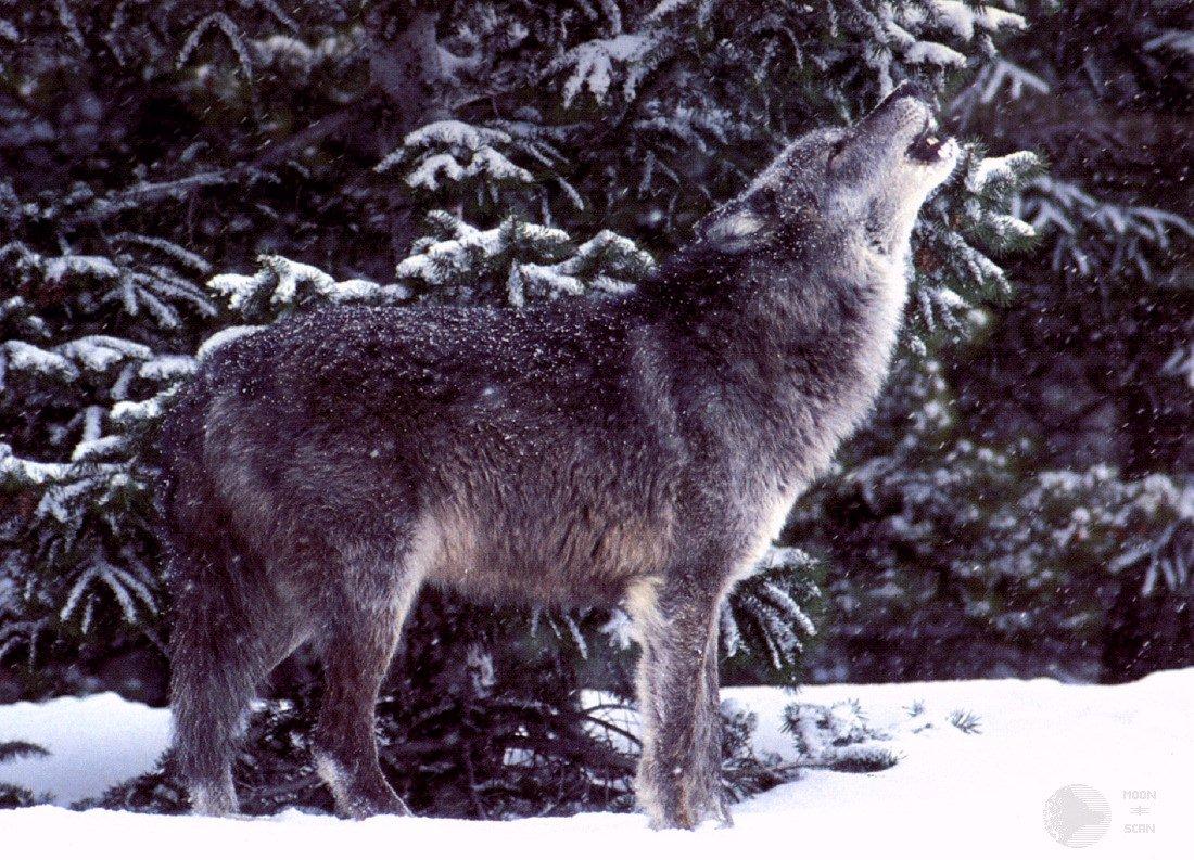[ghost10-GrayWolf-Howling-in_snow-forest_edge.jpg]