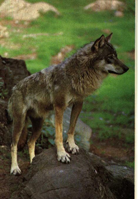 [graywolf2-Standing_On_Rock.jpg]