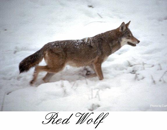 [redwolf01.jpg]
