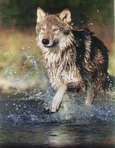 [wolf2-runningOnStream.jpg]
