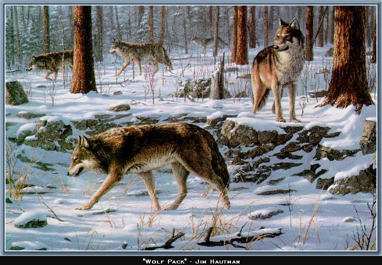 [wwart103-GrayWolfPack-Wolves_in_snow_forest.jpg]