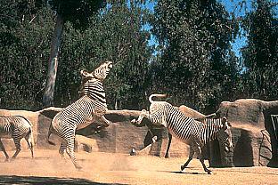 [SDZ_0045-Zebras-Jumping.jpg]