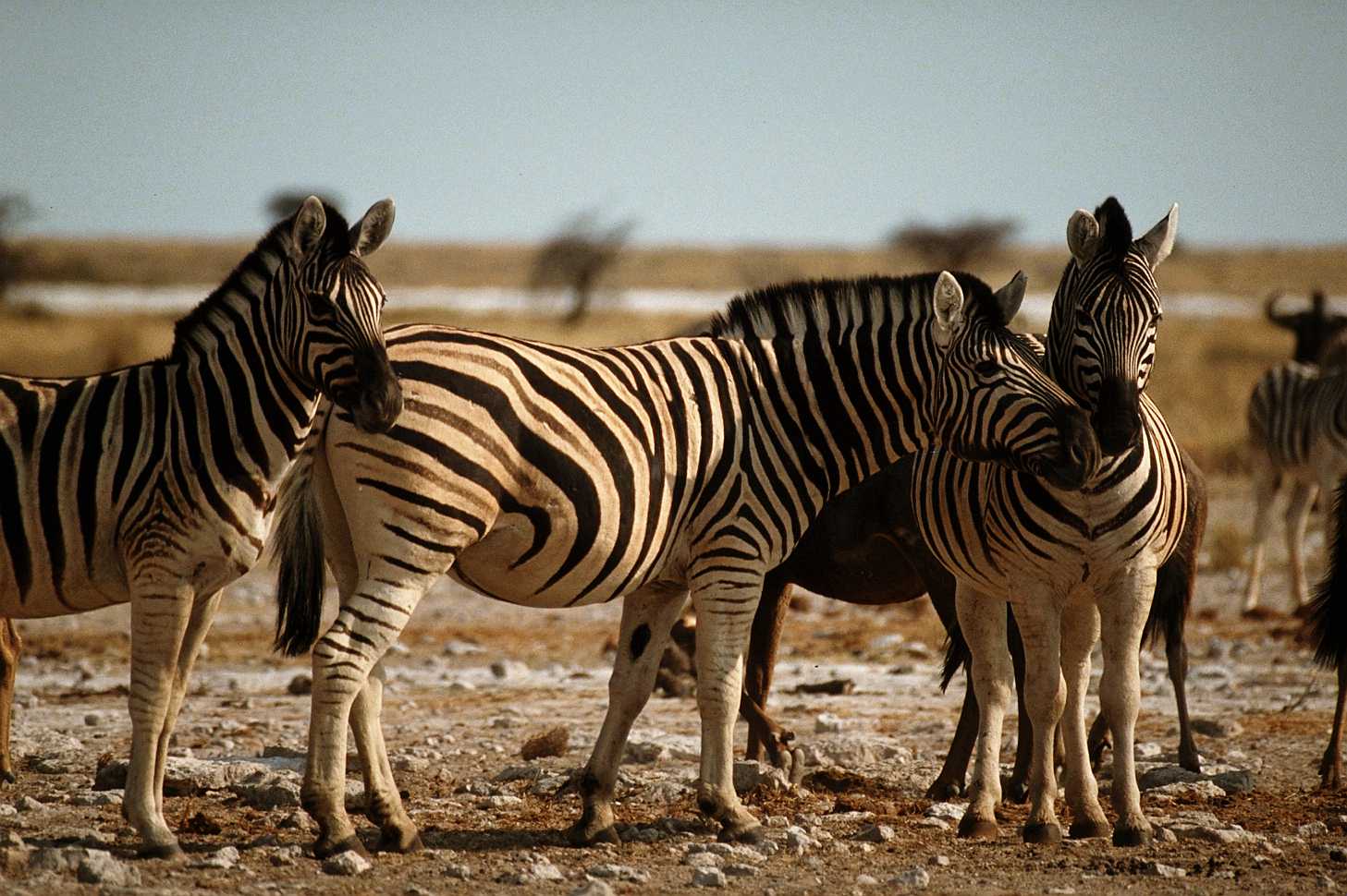 [aey50035-Zebras-Herd.jpg]