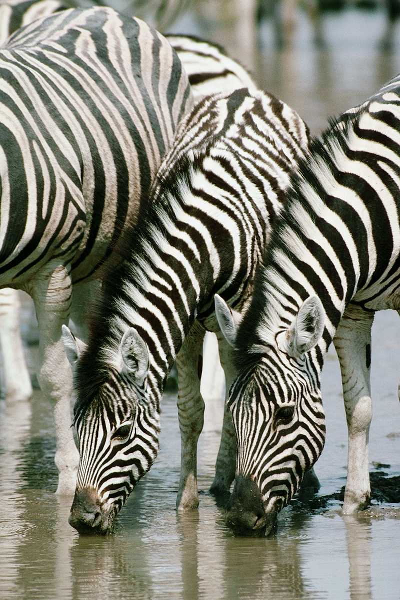 [aey50037-Zebras-Drinking_water_in_swamp-Closeup.jpg]