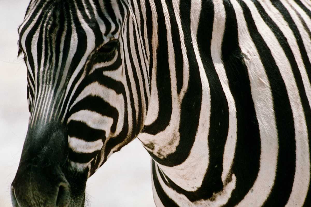 [aey50038-Zebra-Face_closeup.jpg]