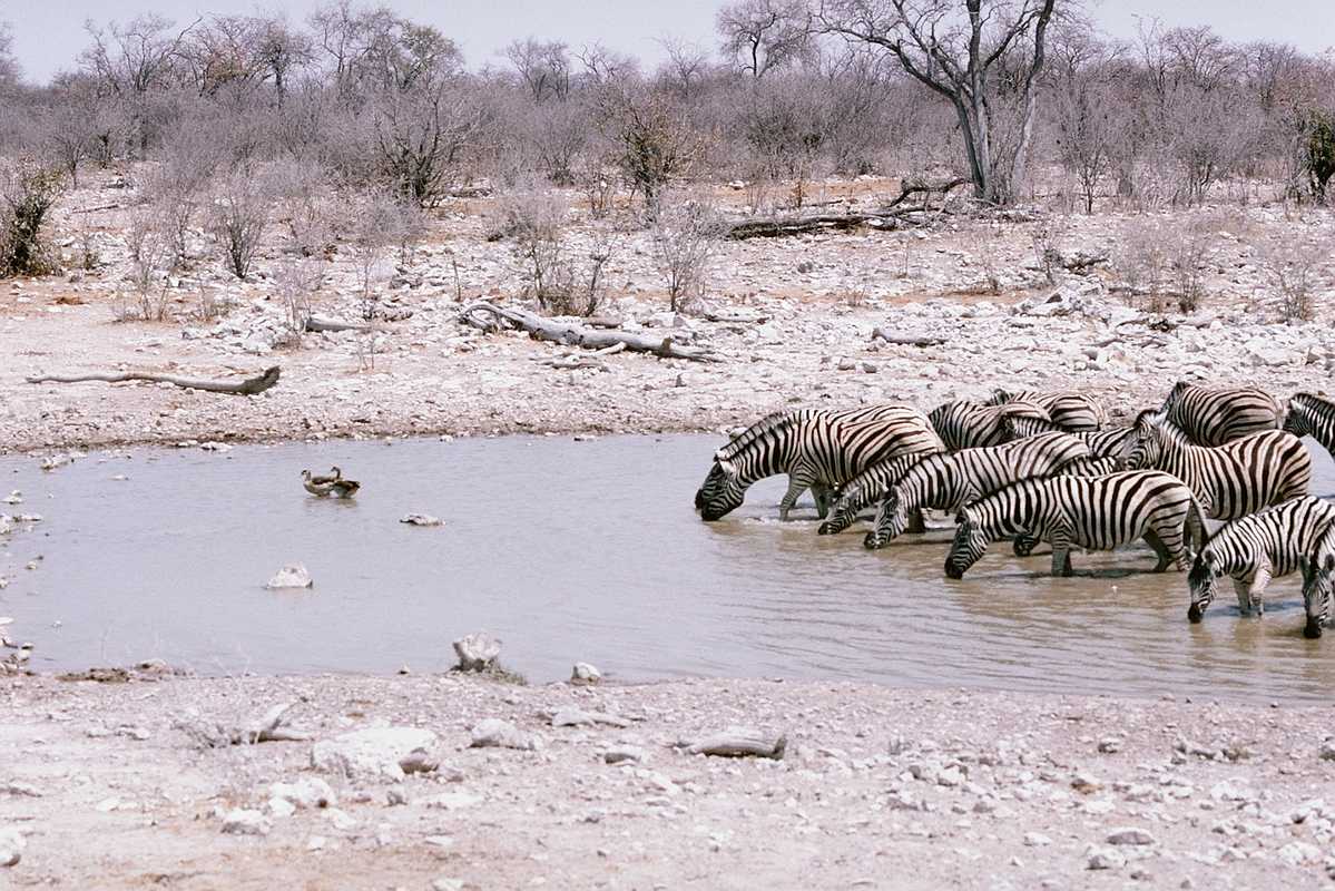 [aey50040-Zebras-Herd_drinking_water_in_swamp.jpg]