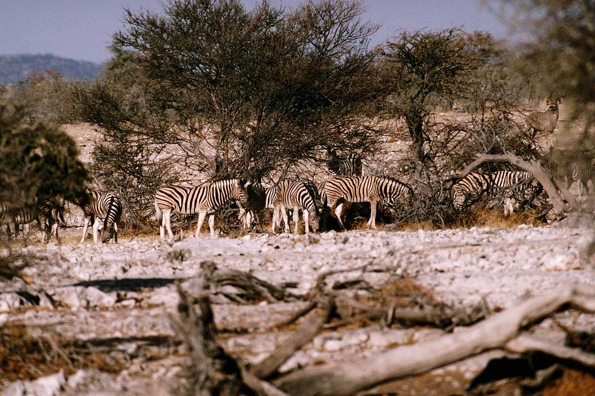 [aey50041-Zebras-Herd_in_bush-Dinner.jpg]