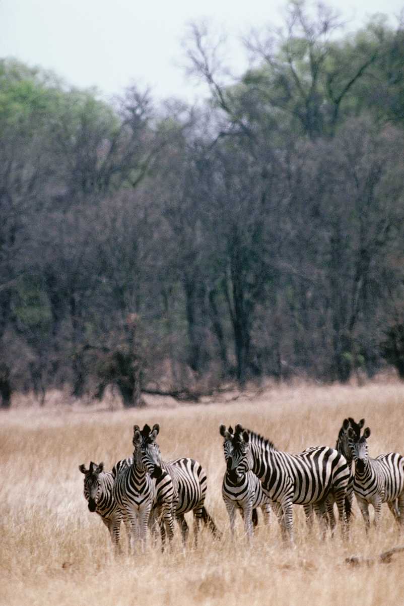 [aey50042-Zebras-Herd_on_yellow_plain.jpg]