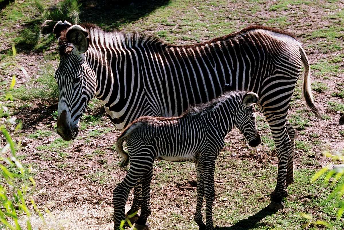 [aey50043-Zebras-Mare_n_foal.jpg]