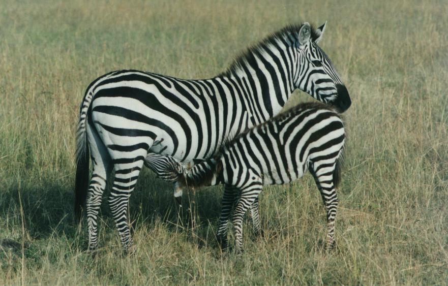 [safari12_zebra.jpg]