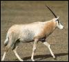 [AfricanAntelope-oryx1]
