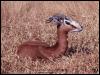 [Fgazel2-GazelleAntelope-Sitting on grass]