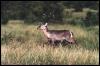 [KrugerNationalPark-r4 waterbuck01 low-Antelope]