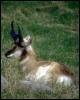[animalwild029-PronghornAntelope-Sitting on grass]