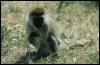 [safari18 monkey baboon]