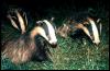 [Badgers-Mom with 2cubs]