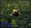 [Brown bear-In flower field]