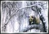 [GiantPanda-bears-winter filigree panda-rb]