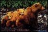 [Grizzly bears-Family-Mom n 2babies]