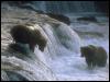[Photo289-2GrizzlyBears-Bath-Waterfall]