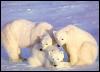 [Polar Bears 3-Family]
