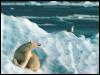 [arctic series - wildlife 03]