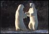 [polar bears-standing n confronting]