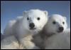[polarbear cubs-Riding moms back]