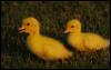 [1116-YellowDucklings-Pair-Walks on grass]