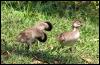 [150-Australian-Wood-Ducklings]