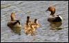[153-Australian-Wood-Ducks]