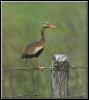 [Black-belliedWhistlingDuck 01-Perching on fence wire]