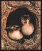 [WoodDuckling 02-Pair-In wood hole-Nest]