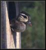 [WoodDuckling 03-Young-Just out of home]