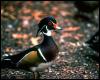 [aau50172-WoodDuck-Male-Closeup-On the ground]