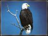 [AmericanBaldEagle 02-OnBranch-LooksBack]