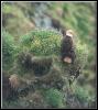 [BaldEagle 137-Perching on flowered small cliff-RearView]